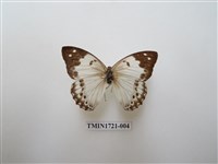 藏品(白蛺蝶)的圖片